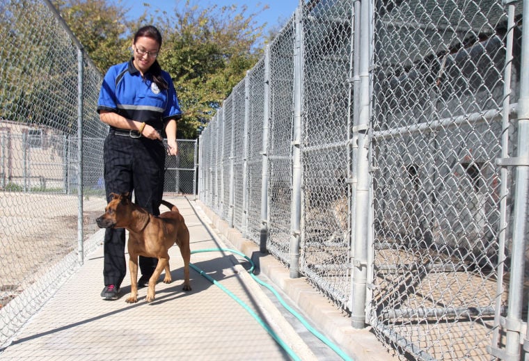 Banned Dogs at the Copperas Cove Animal Control